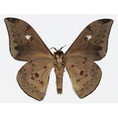 /filer/webapps/moths/media/images/C/cleopatra_Pseudobunaea_AM_Basquin_02b.jpg