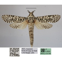 /filer/webapps/moths/media/images/L/leopardina_Azygophleps_A_MGCLa.JPG