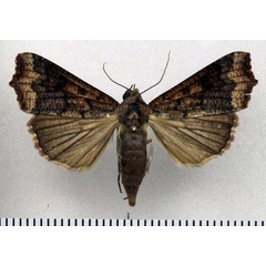 /filer/webapps/moths/media/images/S/sabulifera_Anomis_AF_Fiebig_02.jpg