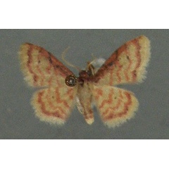 /filer/webapps/moths/media/images/A/auriflua_Idaea_AM_TMSA.jpg