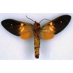 /filer/webapps/moths/media/images/B/batesi_Balacra_HT_BMNH_02.jpg