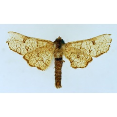 /filer/webapps/moths/media/images/R/reticulatus_Chrysotypus_AF_TMSA.jpg