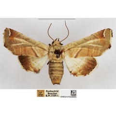/filer/webapps/moths/media/images/F/fulvigrisea_Eutelia_AF_NHMUK.jpg