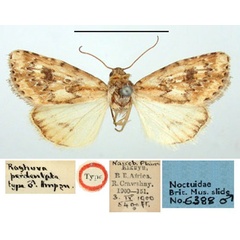 /filer/webapps/moths/media/images/P/perdentata_Raghuva_HT_BMNH.jpg
