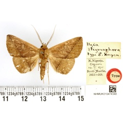 /filer/webapps/moths/media/images/S/stigmaphora_Ugia_HT_BMNH.jpg