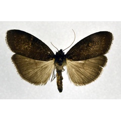 /filer/webapps/moths/media/images/N/nigra_Subscrancia_AF_NHMO.jpg