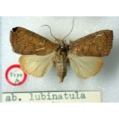 /filer/webapps/moths/media/images/L/lubinatula_Maurilia_HT_BMNH.jpg