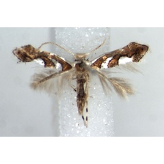/filer/webapps/moths/media/images/G/grewiella_Phyllonorycter_AM_RMCA.jpg