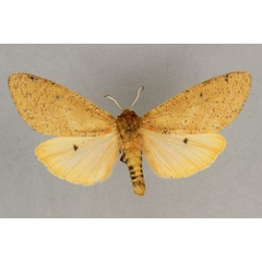 /filer/webapps/moths/media/images/C/clara_Teracotona_AF_BMNH.jpg