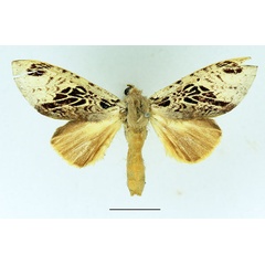 /filer/webapps/moths/media/images/A/atriclathrata_Tricholoba_AF_Basquin.jpg