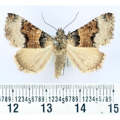 /filer/webapps/moths/media/images/B/balnearia_Tytroca_AF_BMNH.jpg