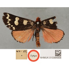 /filer/webapps/moths/media/images/L/luctifera_Anaphela_HT_BMNH.jpg