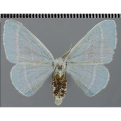 /filer/webapps/moths/media/images/O/ochsei_Trimetopia_PTF_ZSM.jpg