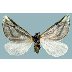 /filer/webapps/moths/media/images/N/nitidula_Conchylia_AF_ZSMb.jpg