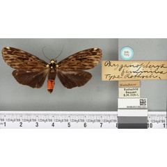 /filer/webapps/moths/media/images/F/feminina_Phryganopteryx_STM_BMNH_02a.jpg