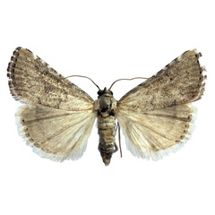 /filer/webapps/moths/media/images/S/squamosa_Hyperlais_AM_BMNH.jpg