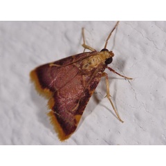 /filer/webapps/moths/media/images/M/mauritialis_Hypsopygia_A_Mazzei_03.jpg