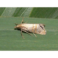/filer/webapps/moths/media/images/G/gnathosellus_Euchromius_A_Goff_02.jpg