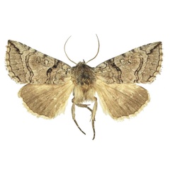 /filer/webapps/moths/media/images/D/designina_Marplena_PTF_BMNH.jpg