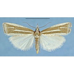 /filer/webapps/moths/media/images/A/aarviki_Afroromieuxia_HT_NHMO.jpg