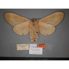 /filer/webapps/moths/media/images/M/meridionalis_Gastroplakaeis_AF_RMCA_02.jpg