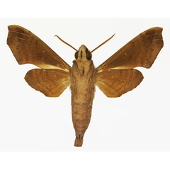 /filer/webapps/moths/media/images/S/sardanus_Temnora_AM_Basquin_01b.jpg