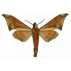 /filer/webapps/moths/media/images/E/enodia_Polyptychus_AM_Basquin_01b.jpg