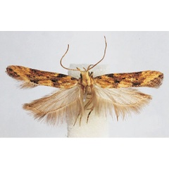 /filer/webapps/moths/media/images/N/nakurensis_Leuronoma_PTM_BMNH.jpg