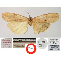 /filer/webapps/moths/media/images/S/sordida_Phryganopsis_HT_BMNH.jpg