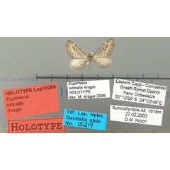 /filer/webapps/moths/media/images/N/niticallis_Eupithecia_HT_TMSA.jpg