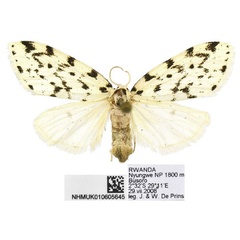 /filer/webapps/moths/media/images/I/imana_Siccia_PTF_BMNH.jpg
