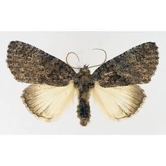 /filer/webapps/moths/media/images/E/erygidia_Prionofrontia_AM_TMSA_02.jpg