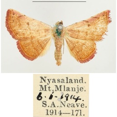 /filer/webapps/moths/media/images/P/pyrochroa_Eublemma_AF_BMNH.jpg
