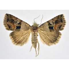 /filer/webapps/moths/media/images/S/semitorrida_Aconzarba_AF_NHMO.jpg