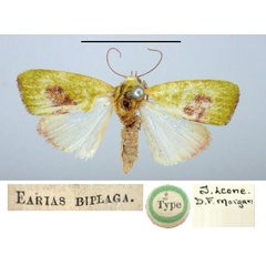/filer/webapps/moths/media/images/B/biplaga_Earias_HT_BMNH.jpg