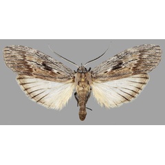 /filer/webapps/moths/media/images/B/basipuncta_Turnacoides_AF_MNHN.jpg