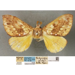 /filer/webapps/moths/media/images/P/picta_Pachycispia_LT_BMNH.jpg