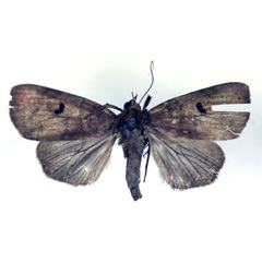 /filer/webapps/moths/media/images/H/heterochroa_Maurilia_A_RMCA_03.jpg
