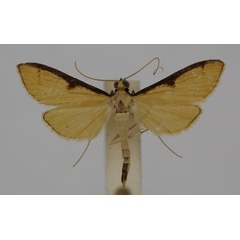 /filer/webapps/moths/media/images/A/aureolalis_Bradina_A_BMNH.jpg