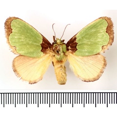 /filer/webapps/moths/media/images/U/urda_Latoia_AF_BMNH_03.jpg