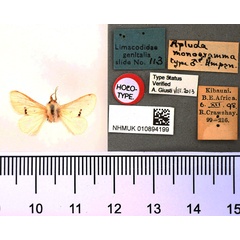 /filer/webapps/moths/media/images/M/monogramma_Apluda_HT_BMNH.jpg