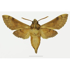 /filer/webapps/moths/media/images/S/socotrensis_Hippotion_AF_Basquinb.jpg