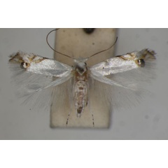 /filer/webapps/moths/media/images/C/clerodendrella_Leucoptera_PT_BMNH.jpg
