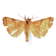 /filer/webapps/moths/media/images/M/metaphaea_Paralephana_AM_BMNH.jpg