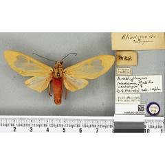 /filer/webapps/moths/media/images/R/radama_Amblythyris_LT_BMNHa.jpg