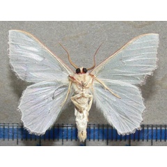 /filer/webapps/moths/media/images/I/immunifica_Victoria_A_Goff_02.jpg