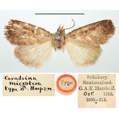/filer/webapps/moths/media/images/M/microtera_Caradrina_HT_BMNH.jpg