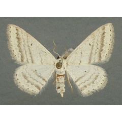 /filer/webapps/moths/media/images/P/punctilineata_Scopula_AF_TMSA_01.jpg