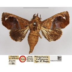 /filer/webapps/moths/media/images/V/violescens_Phlegetonia_HT_NHMUK.jpg