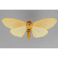 /filer/webapps/moths/media/images/A/angolensis_Pseudoradiarctia_A_BMNH.jpg
